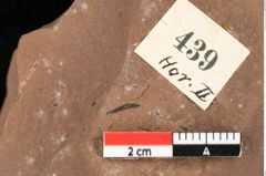 Foto (Detailansicht) von Sparganium acheronticum Unger (NHMW-GEO-2024-0188-0439)